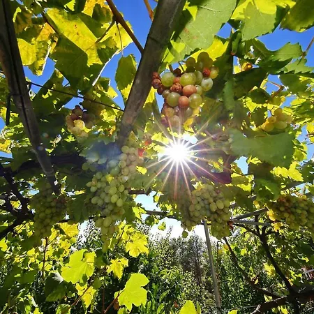 Sungarden